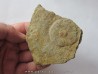 Cyclomedusa davidii