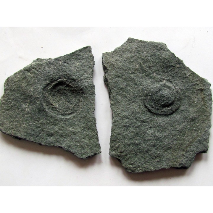 Tribrachidium heraldicum