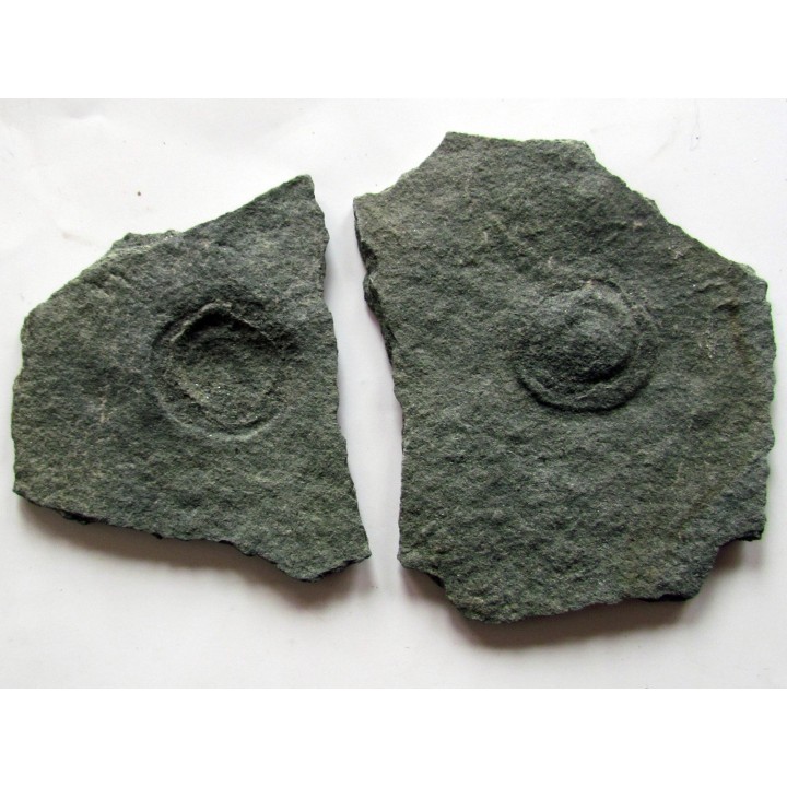 Tribrachidium heraldicum