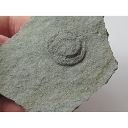 Tribrachidium heraldicum