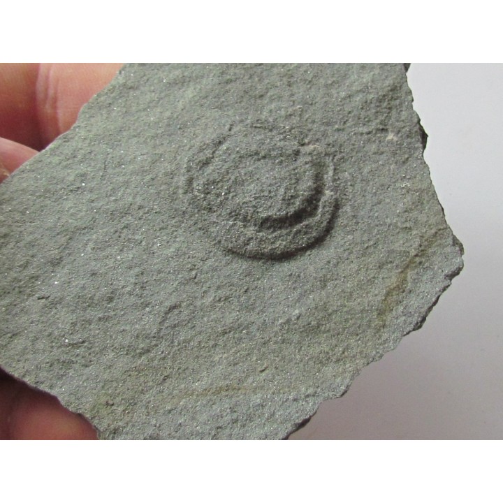 Tribrachidium heraldicum