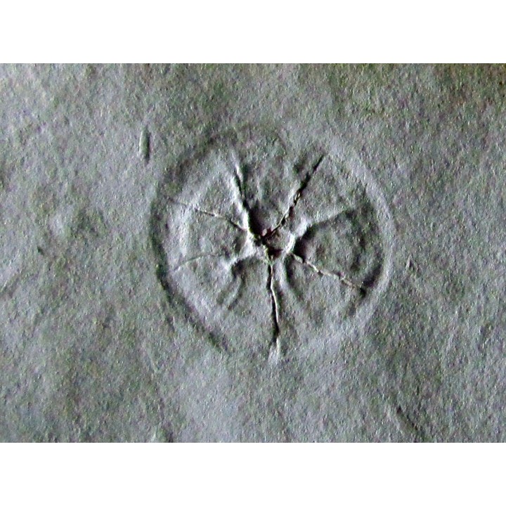 Méduse DISCALIA sp.