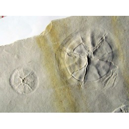 jellyfish DISCALIA sp.
