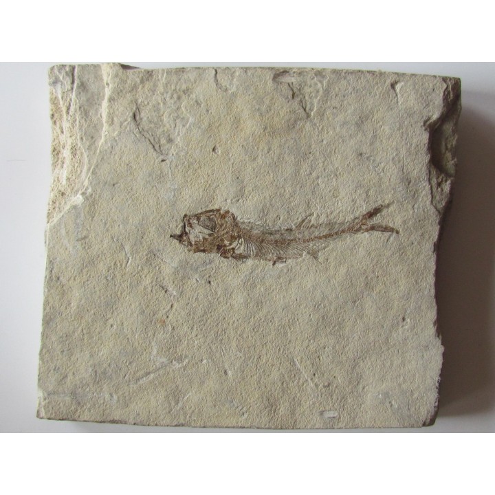 Leptolepis voithi - kimmeridgien  - Orbagnoux (1)