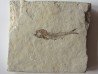 Leptolepis voithi - kimmeridgien  - Orbagnoux (1)