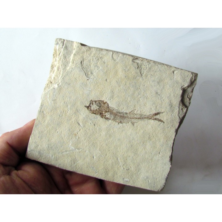 Leptolepis voithi - kimmeridgien  - Orbagnoux (1)