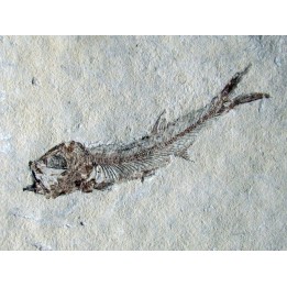 Leptolepis voithi - kimmeridgien  - Orbagnoux (1)
