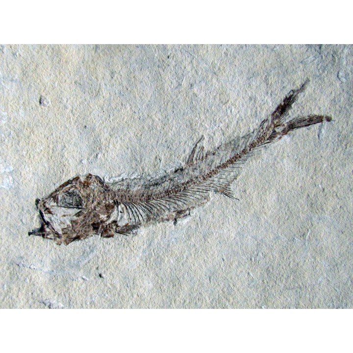 Leptolepis voithi - kimmeridgien  - Orbagnoux (1)