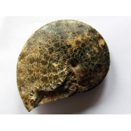 Hoplitoides mirabilis  (1)