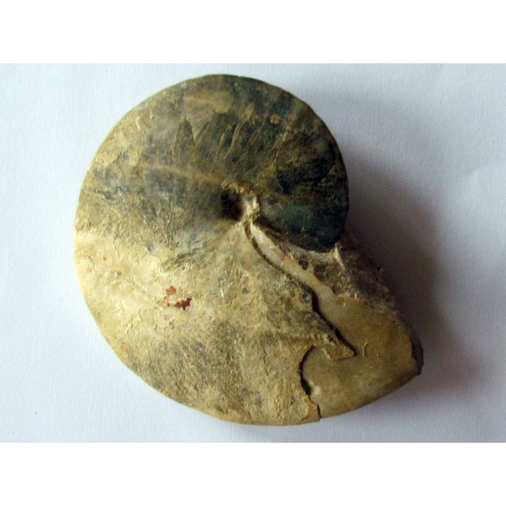 Wrightoceras aff. submunieri  (1)