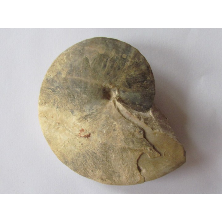 Wrightoceras aff. submunieri  (1)