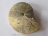 Wrightoceras aff. submunieri  (1)