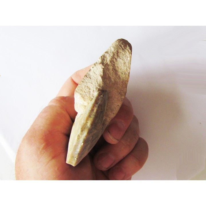 Wrightoceras aff. submunieri  (1)