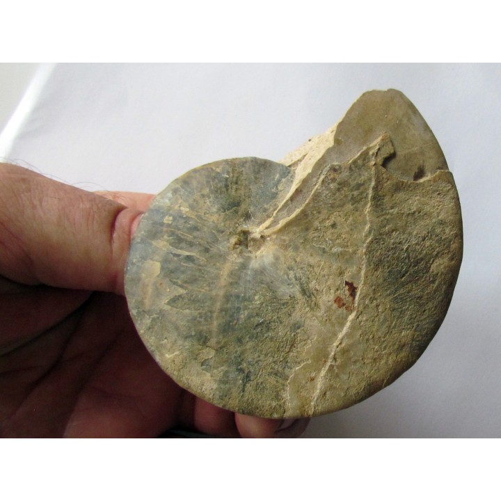 Wrightoceras aff. submunieri  (1)