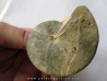 Wrightoceras aff. submunieri  (1)