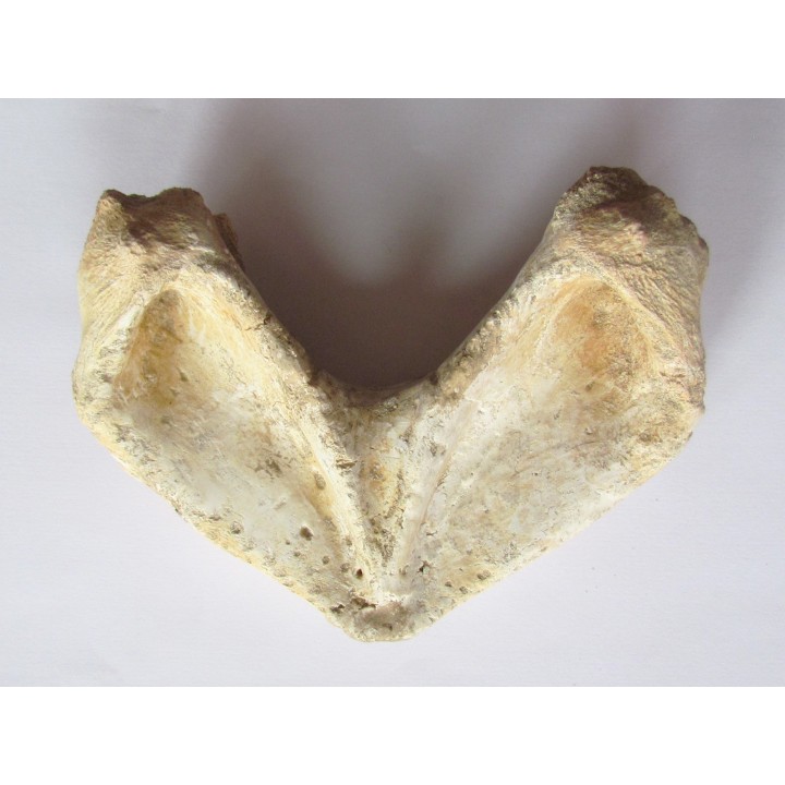 mandibule de tortue:  bothremys sp.