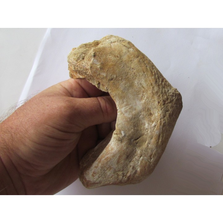turtle mandible:  bothremys sp.