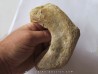 mandibule de tortue:  bothremys sp.