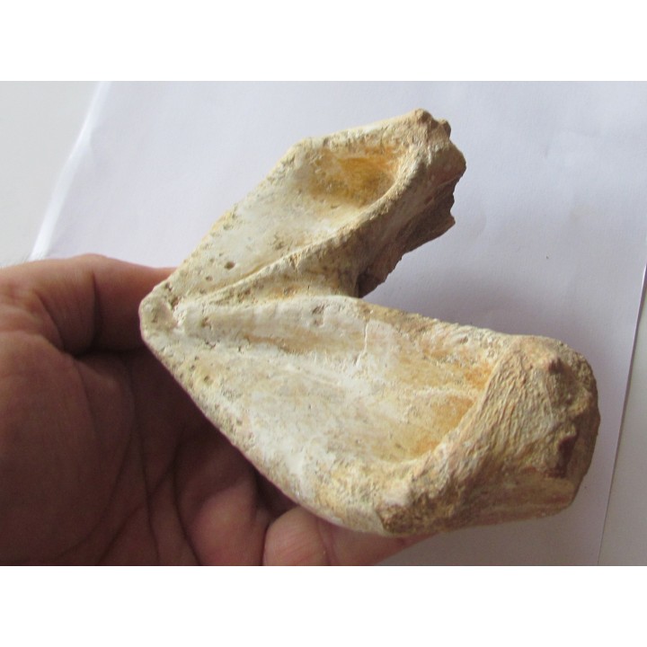 turtle mandible:  bothremys sp.