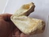 mandibule de tortue:  bothremys sp.