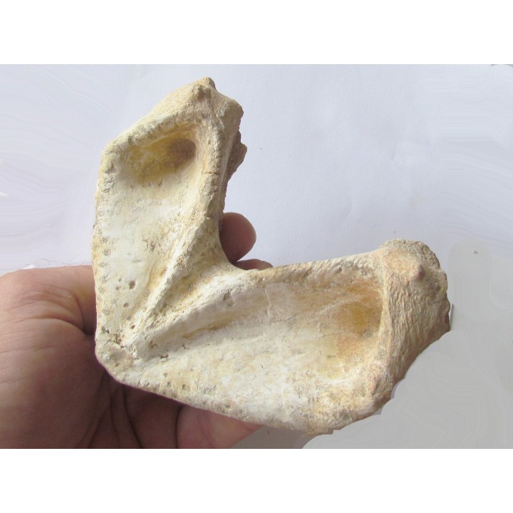 mandibule de tortue:  bothremys sp.
