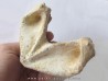 turtle mandible:  bothremys sp.
