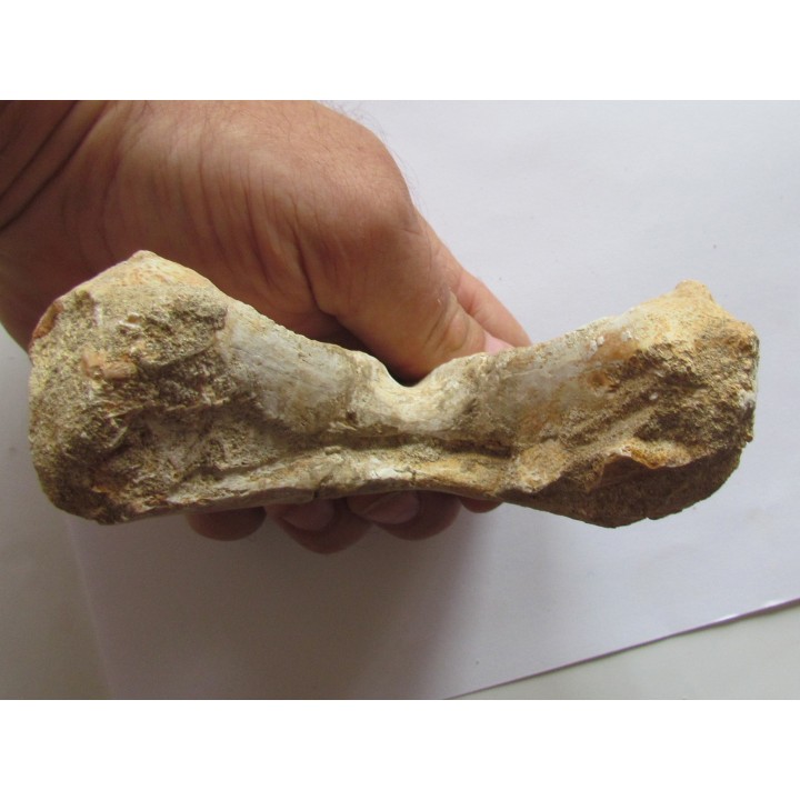 mandibule de tortue:  bothremys sp.