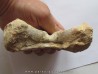 mandibule de tortue:  bothremys sp.