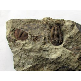 euloma sp. (1)