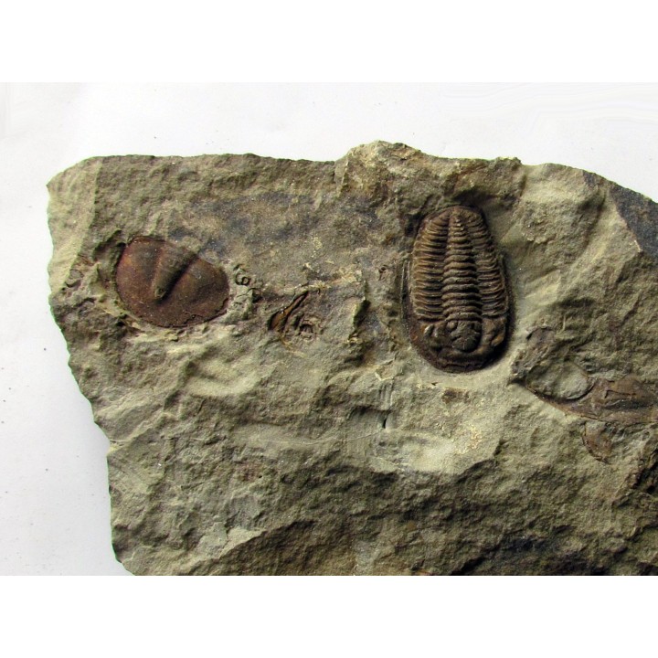 euloma sp. (1)
