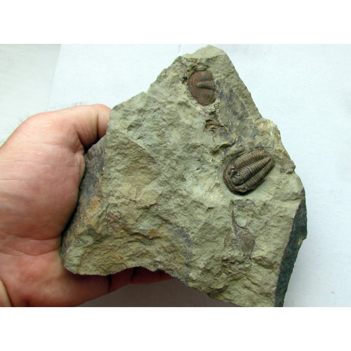 euloma sp. (1)