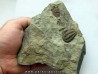 euloma sp. (1)