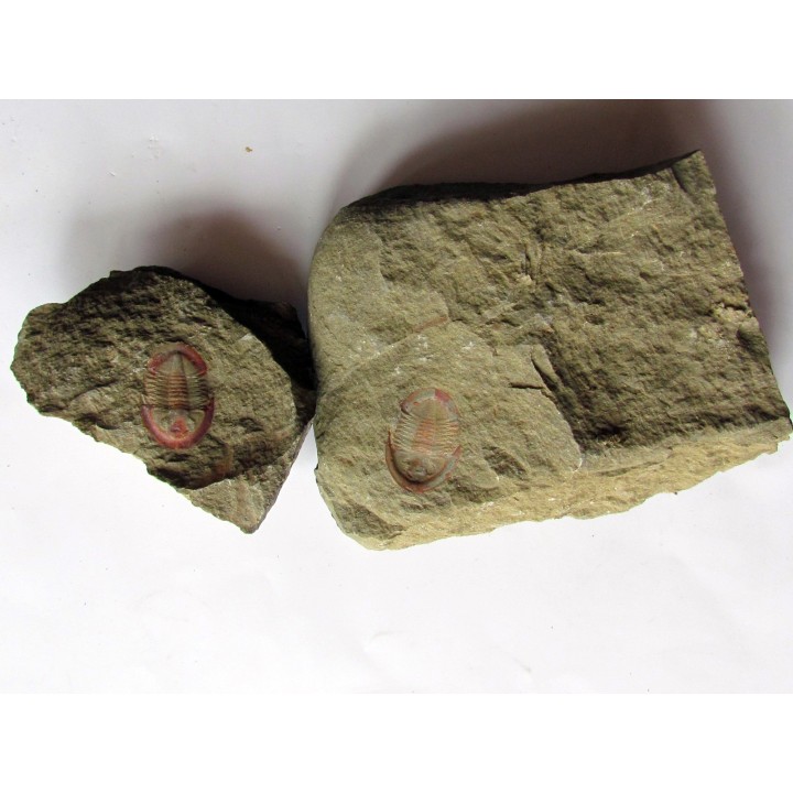 Asaphellus fezouatensis (1)