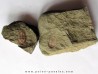 Asaphellus fezouatensis (1)
