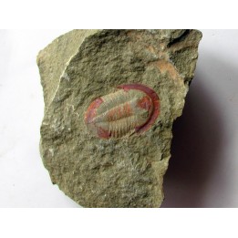 Asaphellus fezouatensis (1)