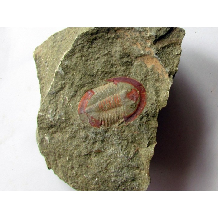 Asaphellus fezouatensis (1)
