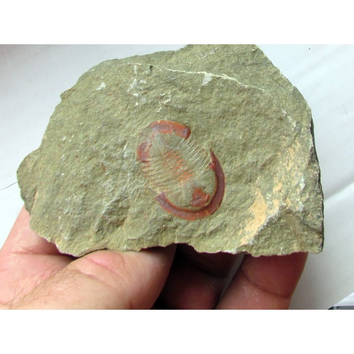 Asaphellus fezouatensis (1)