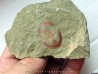 Asaphellus fezouatensis (1)