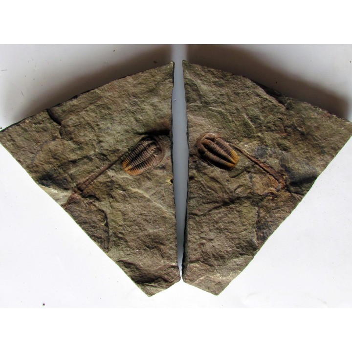 euloma sp. (2)