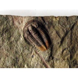 euloma sp. (2)