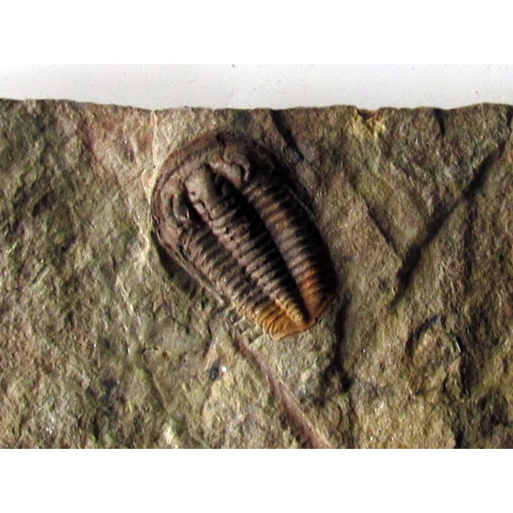 euloma sp. (2)
