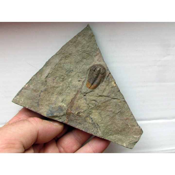euloma sp. (2)