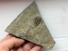 euloma sp. (2)