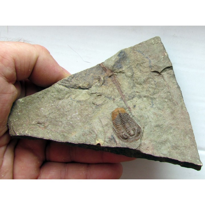 euloma sp. (2)