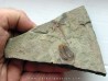 euloma sp. (2)