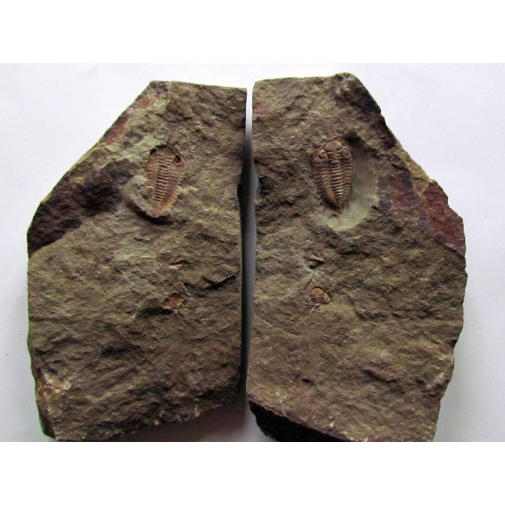 Ormathops cf. clariondi  (1)