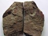 Ormathops cf. clariondi  (1)