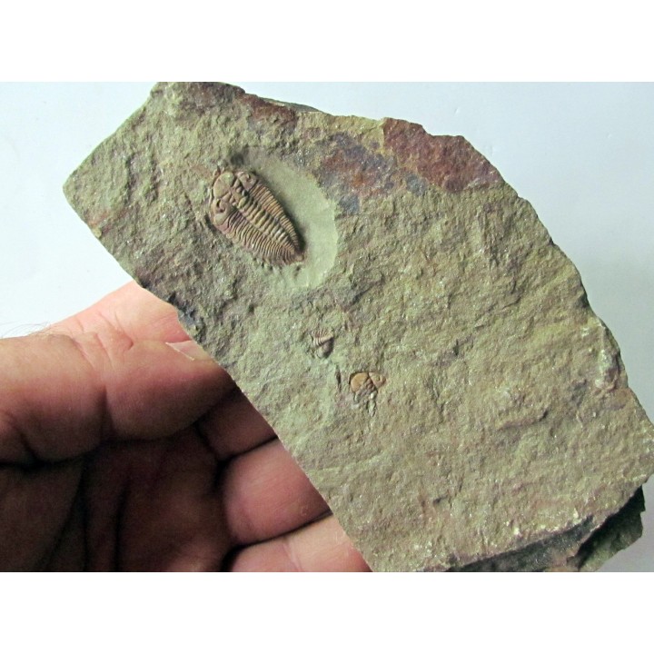 Ormathops cf. clariondi  (1)
