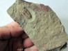 Ormathops cf. clariondi  (1)