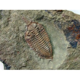 Ormathops cf. clariondi  (1)